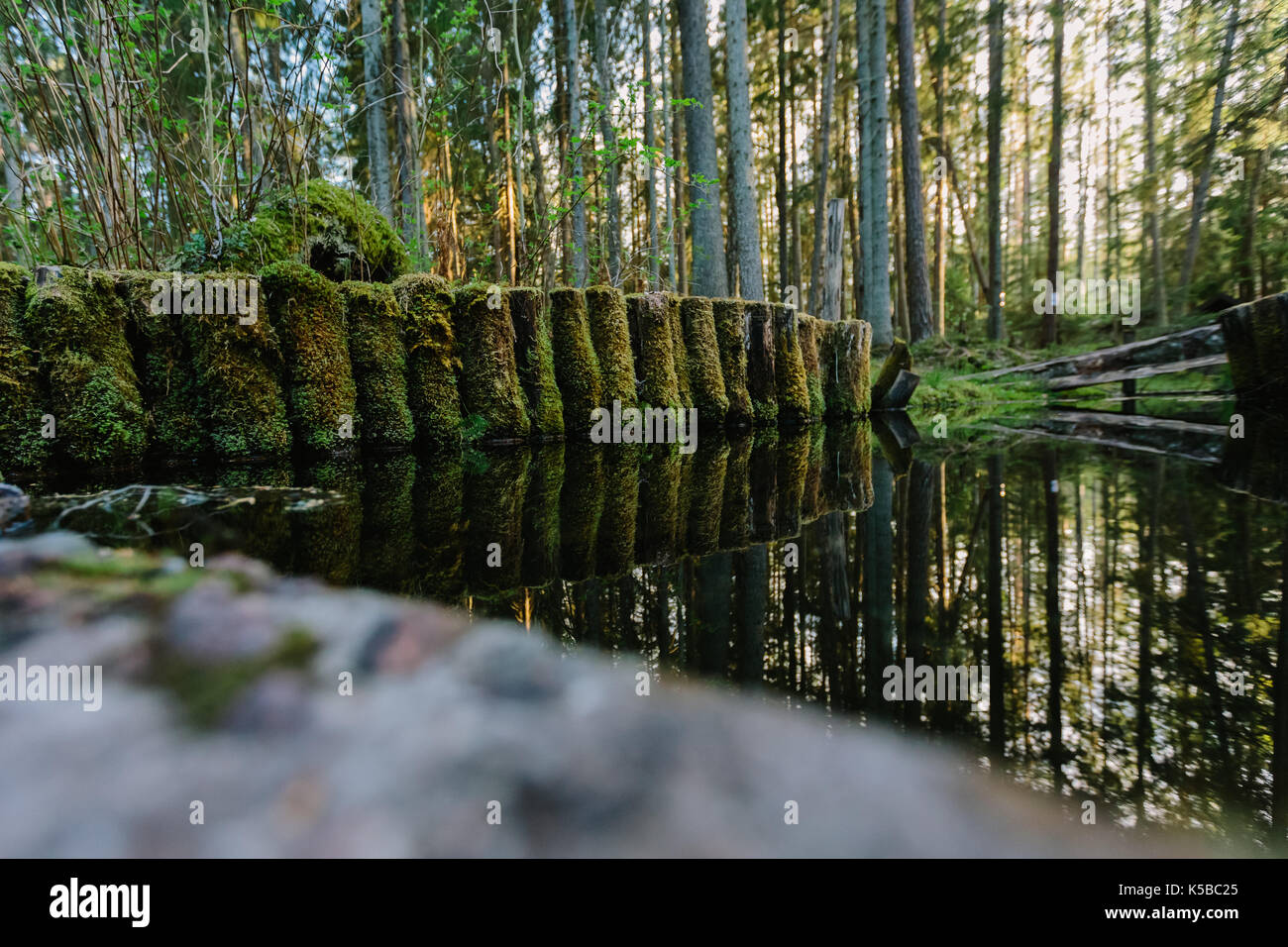 Holz- Protokolle mit grünem Moos im Wald Teich überwuchert Stockfoto