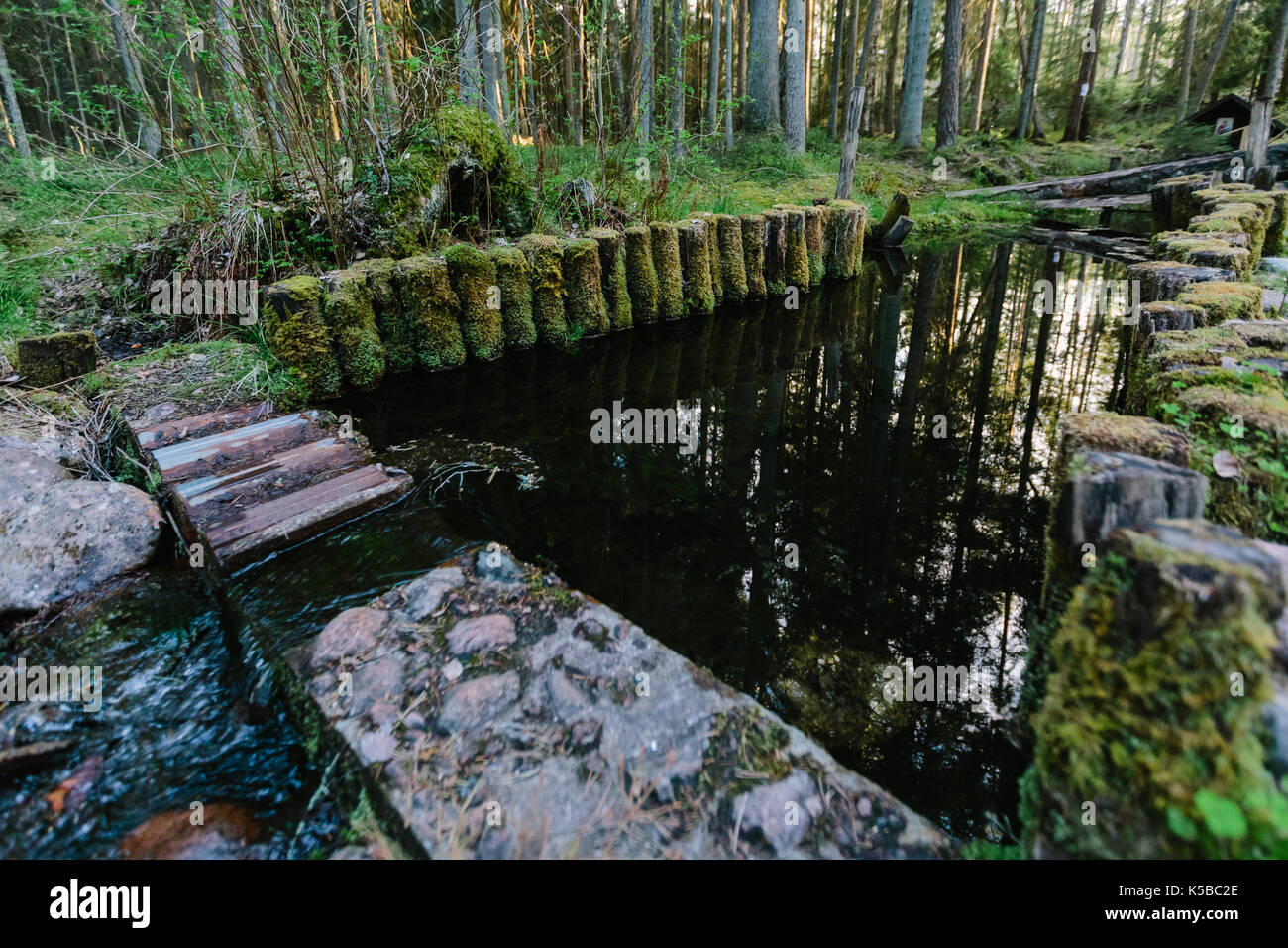 Holz- Protokolle mit grünem Moos im Wald Teich überwuchert Stockfoto