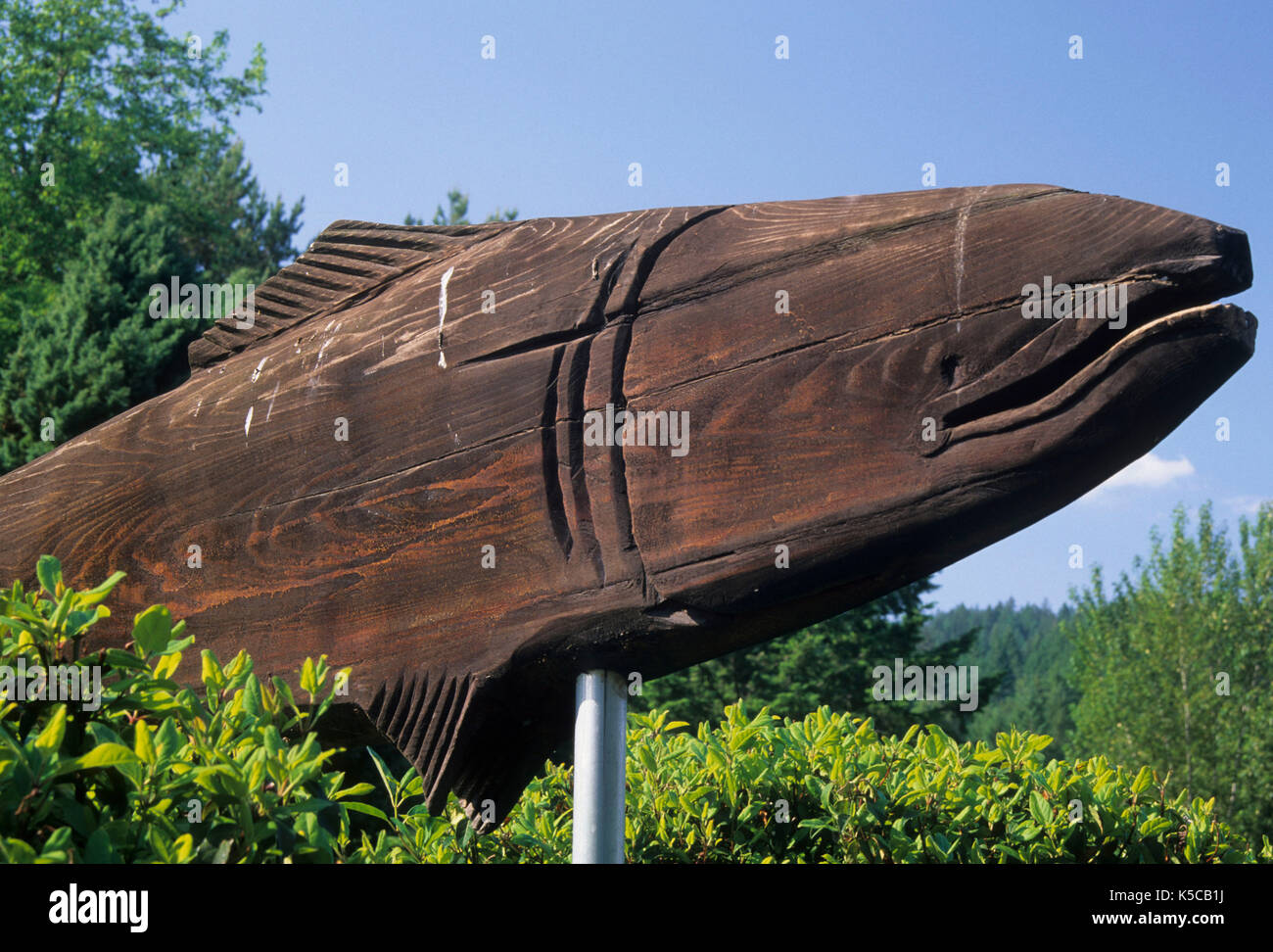 Lachs, Carving, South Santiam Fischzuchtanstalt, Oregon Stockfoto