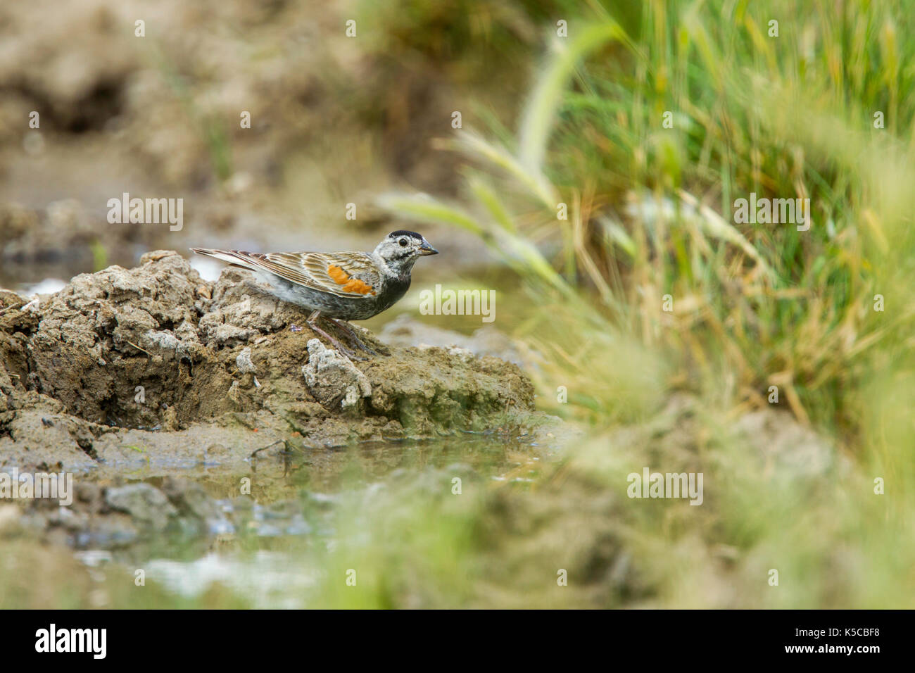 McCown des Longspur mccownii Calcarius Pawnee National Grassland, Colorado, United States 6 Juli 2017 erwachsenen männlichen kommen zu Wasser. Emberizidae Stockfoto