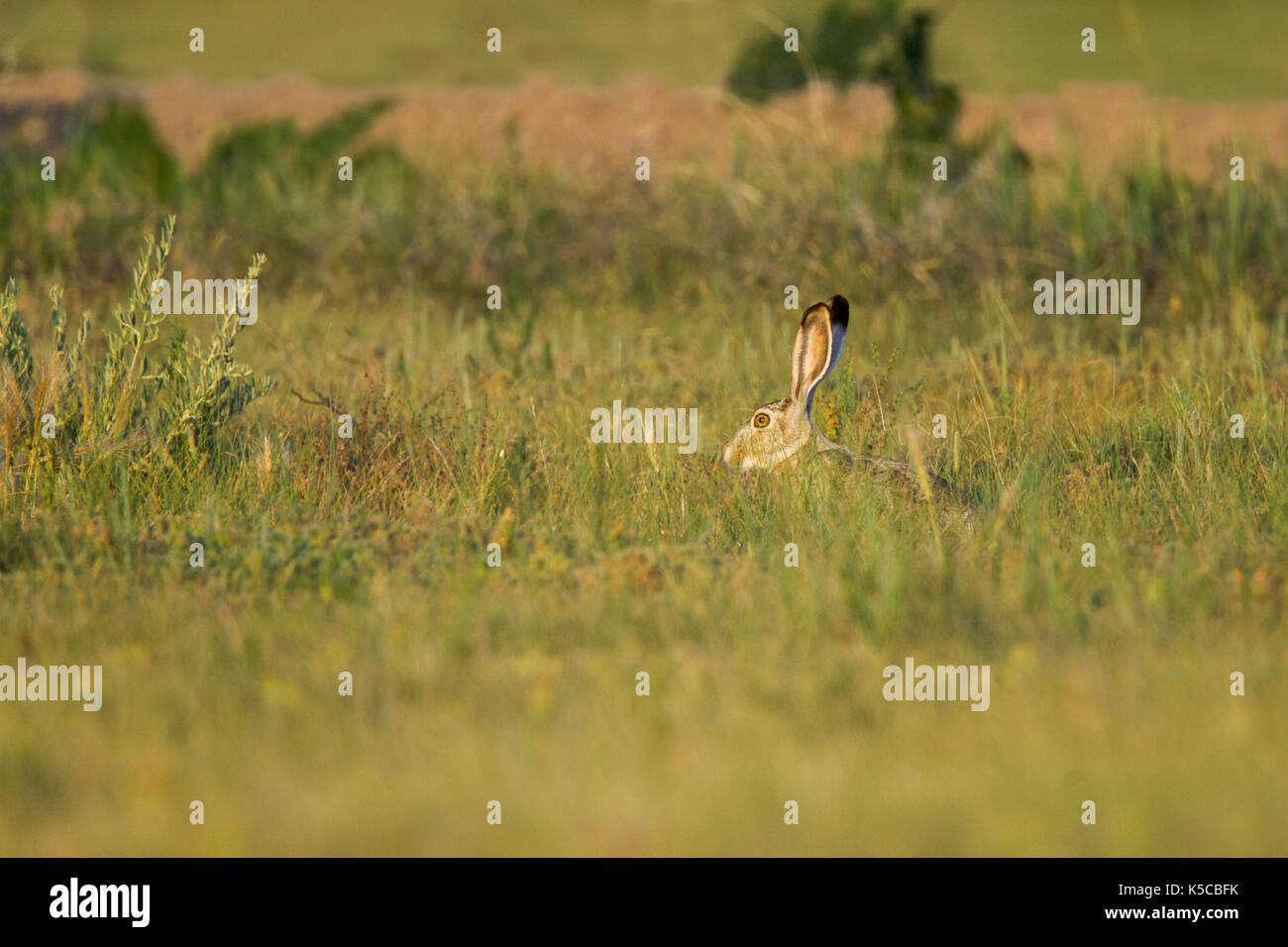 Whitetailed Jackrabbit Lepus townsendii Pawnee National Grassland, Colorado, United States 6 Juli 2017 Nach Hasentiere Stockfoto