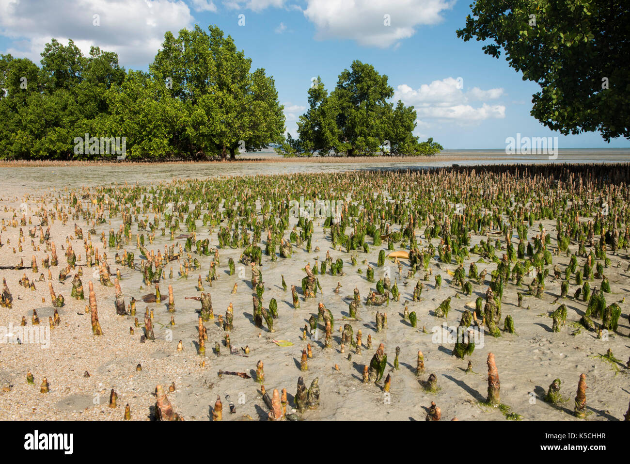 Mangroven am Strand entlang, Toliara, Madagaskar Stockfoto