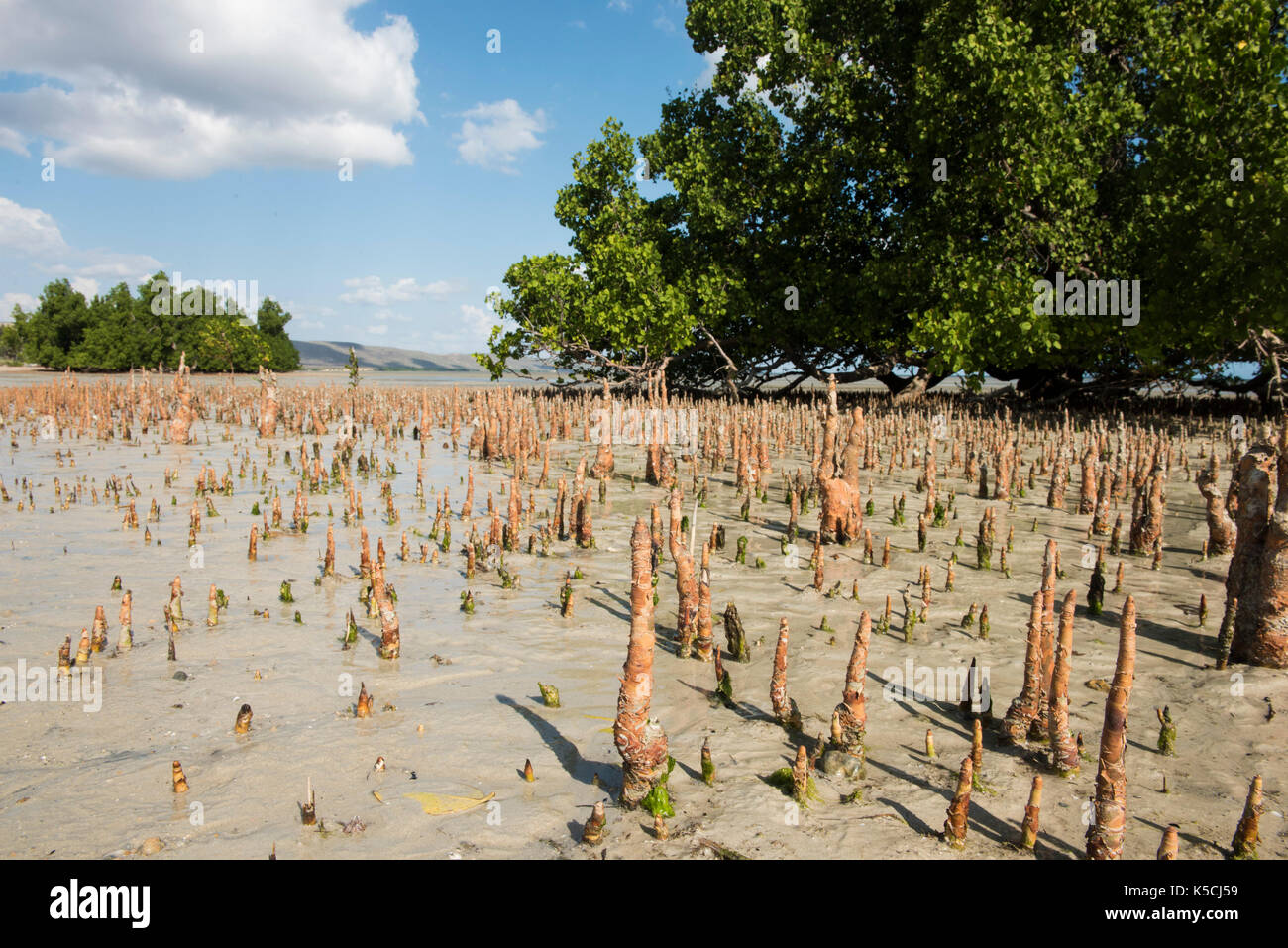 Mangroven am Strand entlang, Toliara, Madagaskar Stockfoto