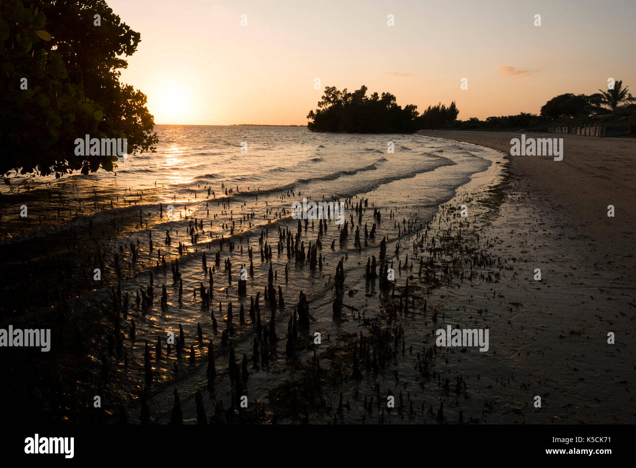 Mangroven am Strand bei Sonnenuntergang, Toliara, Madagaskar Stockfoto
