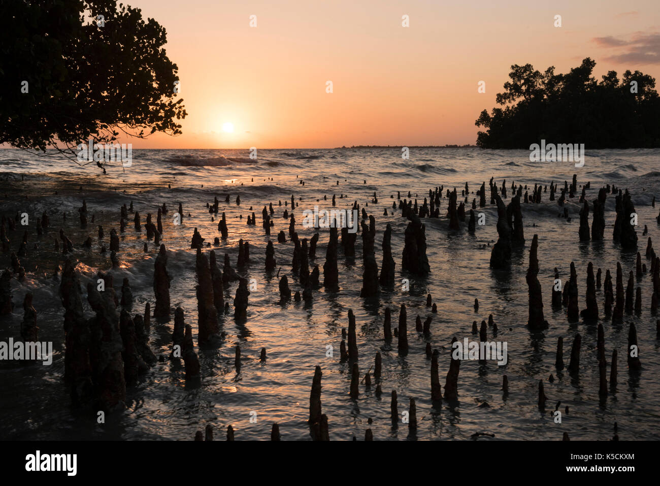 Mangroven am Strand bei Sonnenuntergang, Toliara, Madagaskar Stockfoto