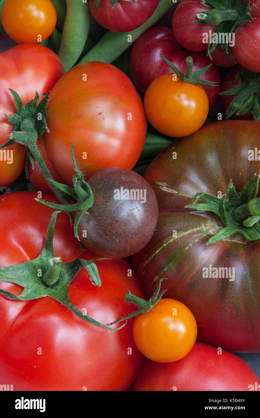 Eine Vielzahl von Tomaten aus dem Garten geerntet Stockfoto