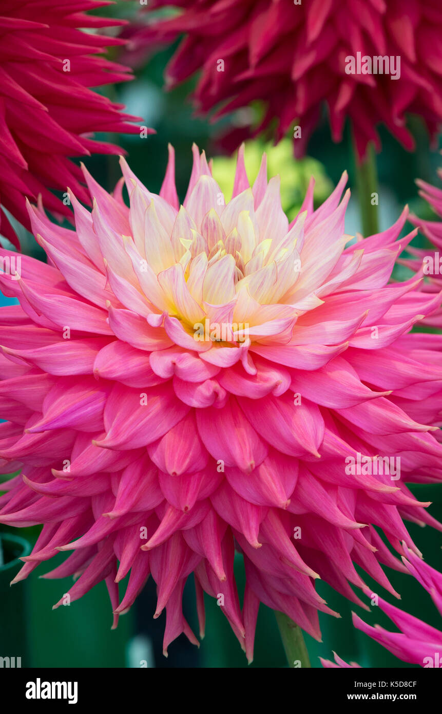 Dahlie 'coral Jupiter" Blume an RHS Wisley flower show, Surrey, England Stockfoto