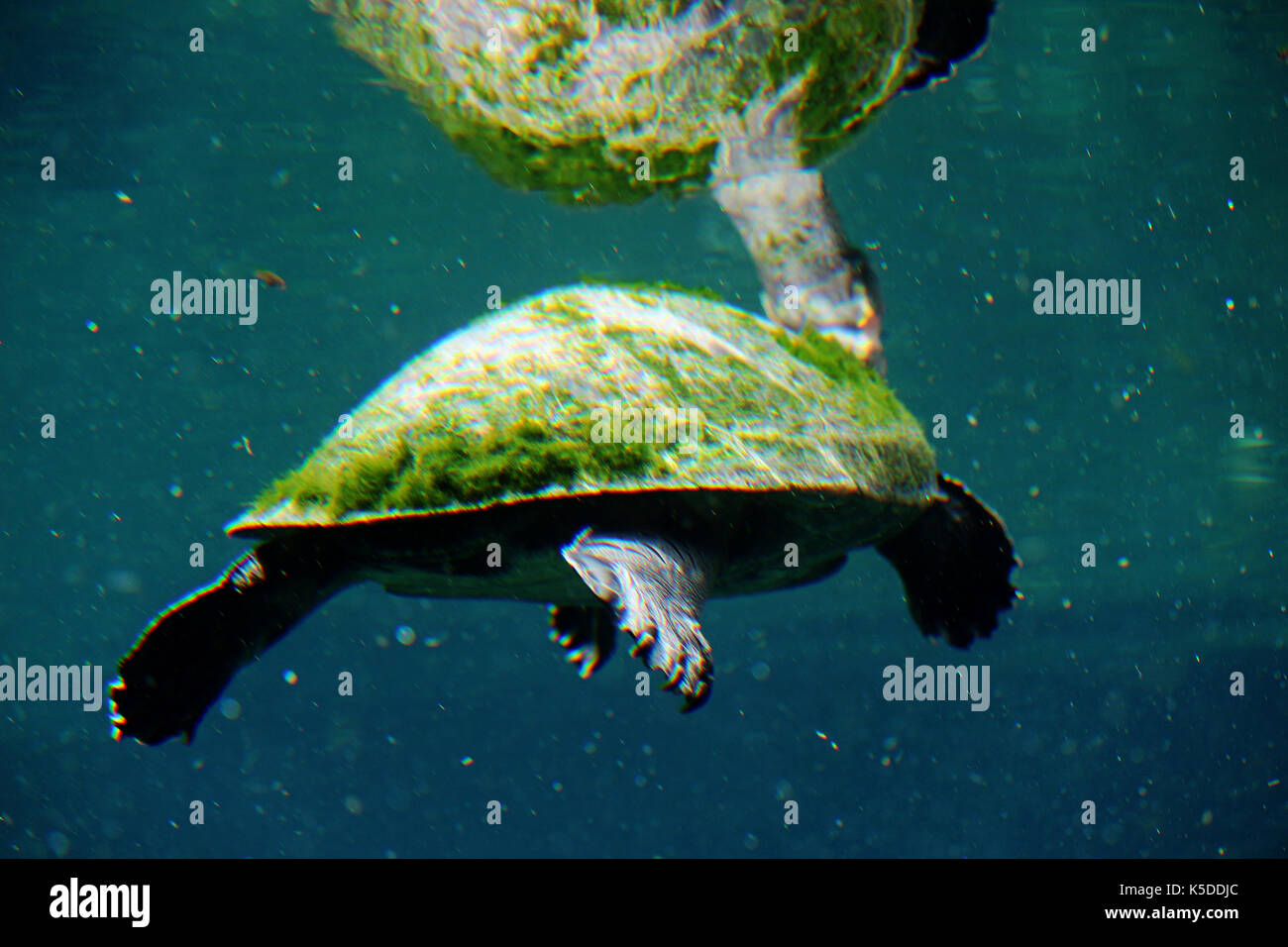 Unterwasser Algen bedeckt Aquatische Schildkröten schwimmen Stockfoto