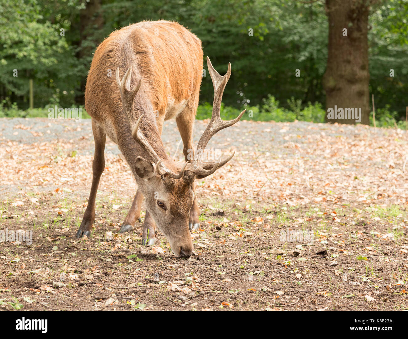 Red Deer suchen nach eicheln im typisch britischen Woodland Stockfoto