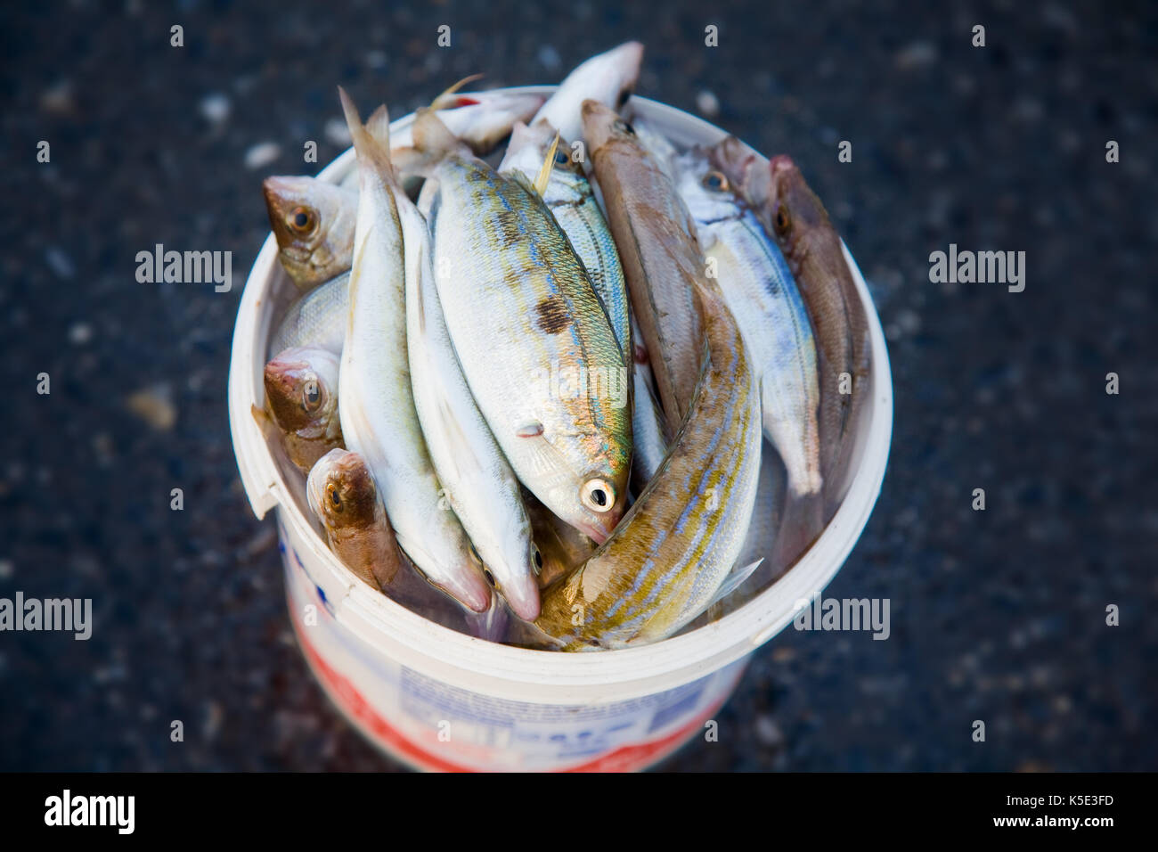 Close-up einen Eimer mit frisch gefangenen Fisch. Stockfoto