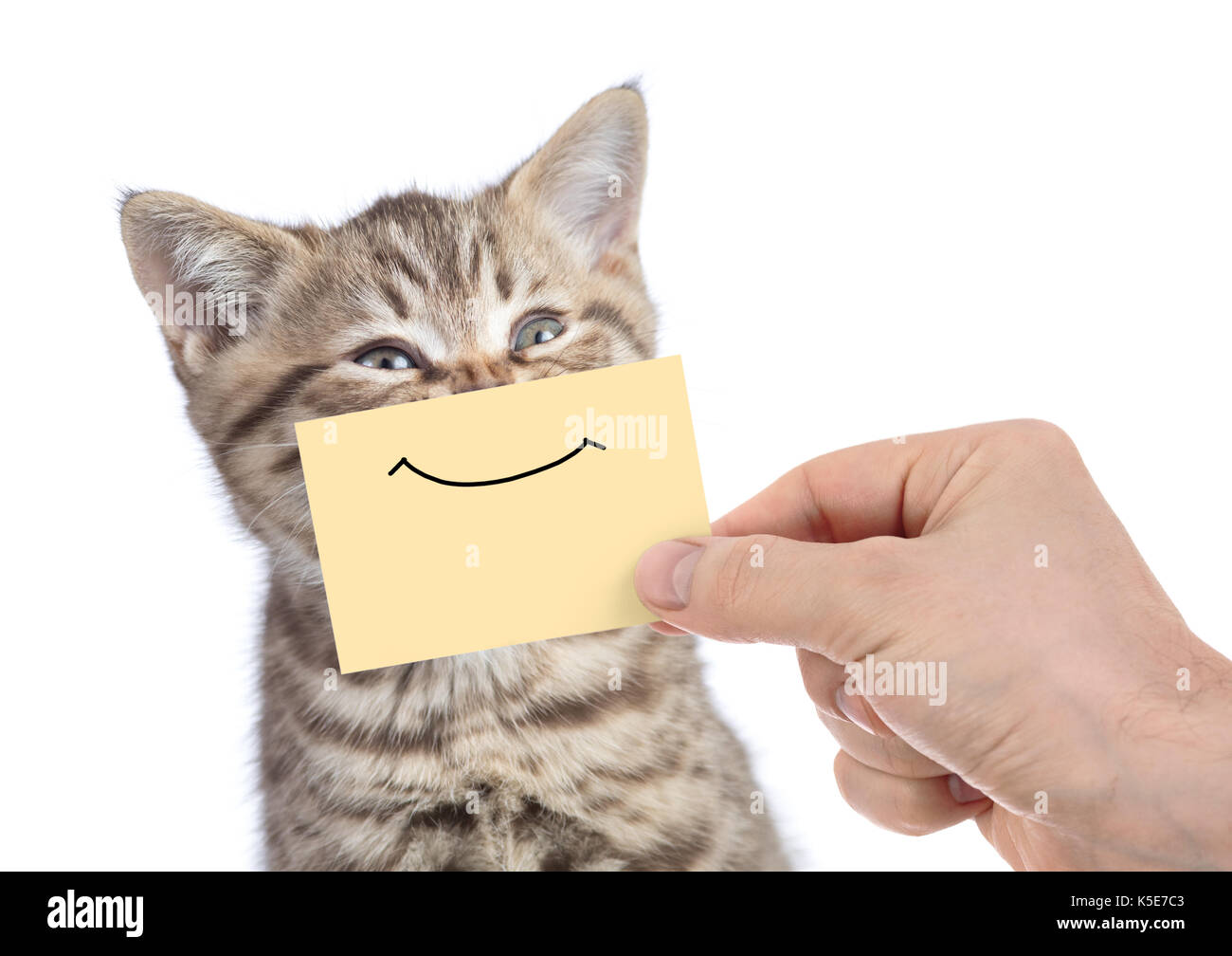 Lustige glückliche junge Katze Portrait mit Lächeln auf gelben Karton isoliert auf weißem Stockfoto
