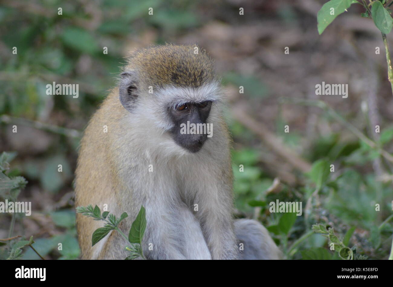 Velvet Monkey Stockfoto