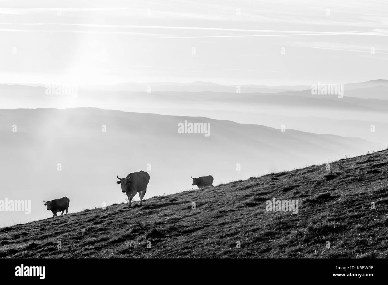 Einige Kühe weiden auf einem Berg bei Sonnenuntergang, mit Nebel unter Stockfoto