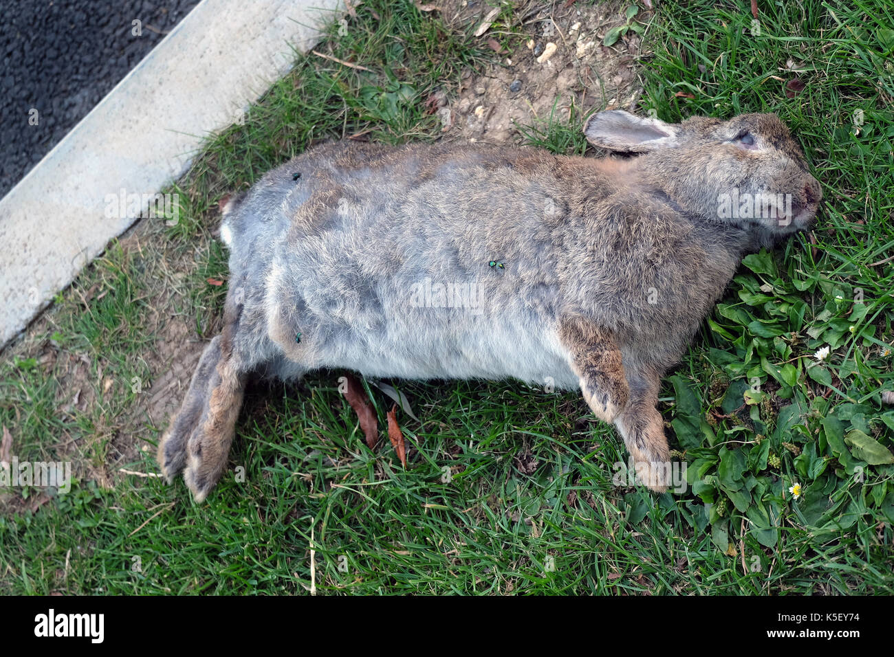 Tote Kaninchen am Straßenrand, die durch das Fahrzeug getroffen worden. Roadkill. Stockfoto