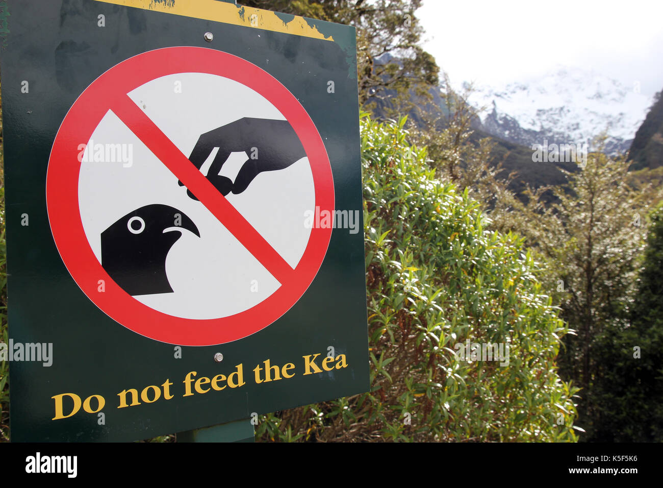 Nicht füttern die kea Neuseeland Stockfoto