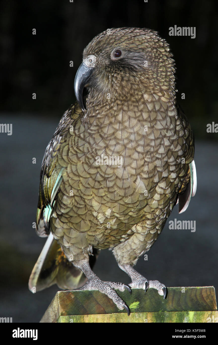 Kea alpine Papagei Neuseeland Stockfoto