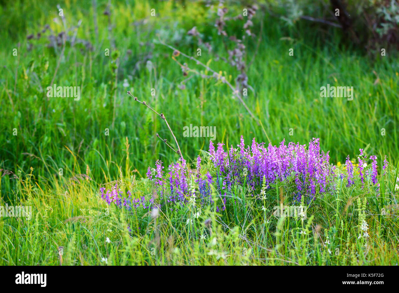Blühende Vicia tenuifolia im grünen Gras Stockfoto