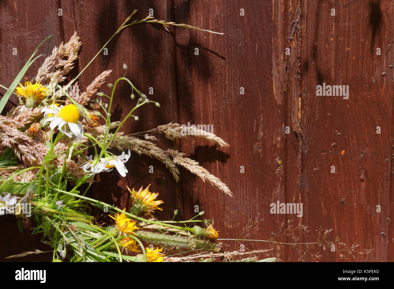 Midsummer flower; Stockfoto