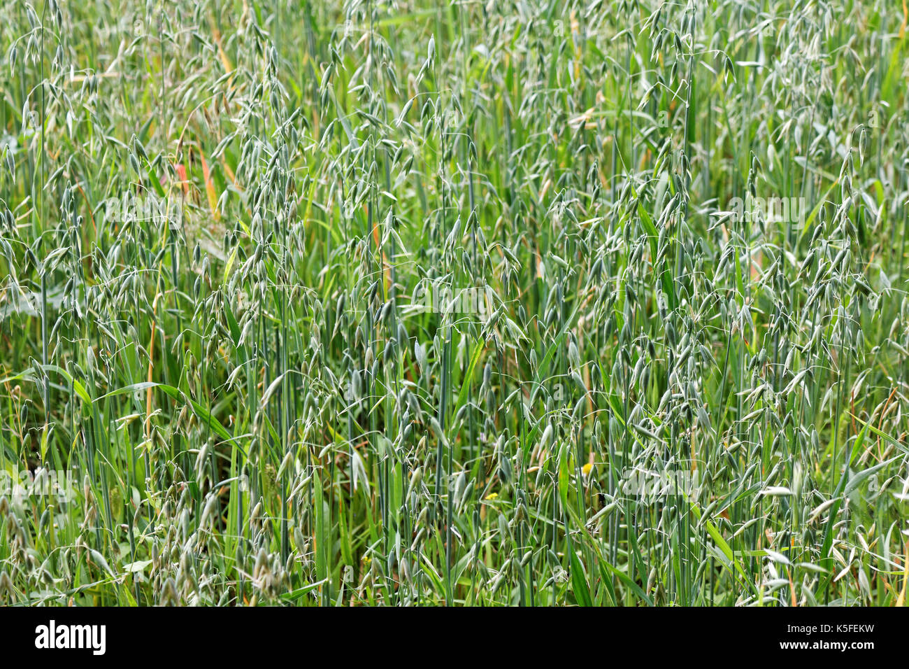 Junge grüne Sprossen Hafer am Bauernhof Feld Stockfoto