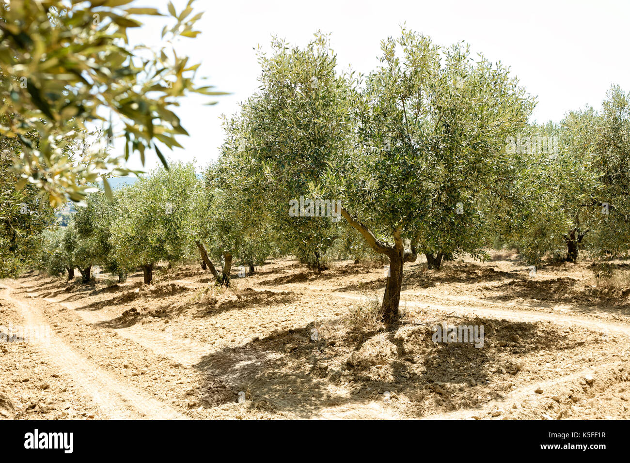 Griechische dürre Fotos und Bildmaterial in hoher Auflösung Alamy