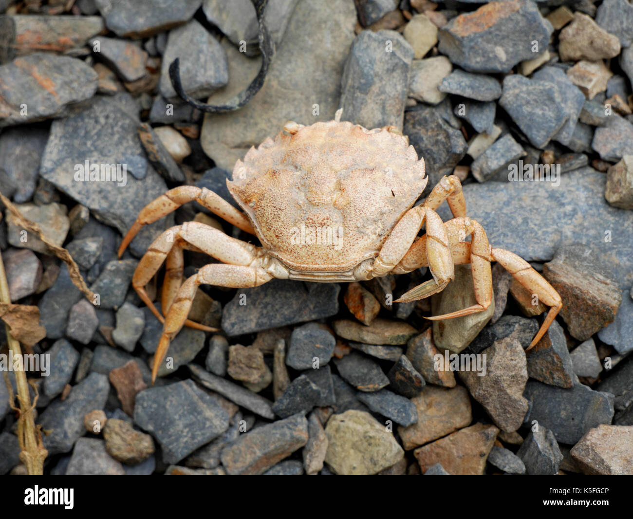 Verworfen Shell von gemeinsamen Shore Crab (Carcinus maenas) am Strand in Wadebridge, Cornwall. Krallen von Predator entfernt. Stockfoto
