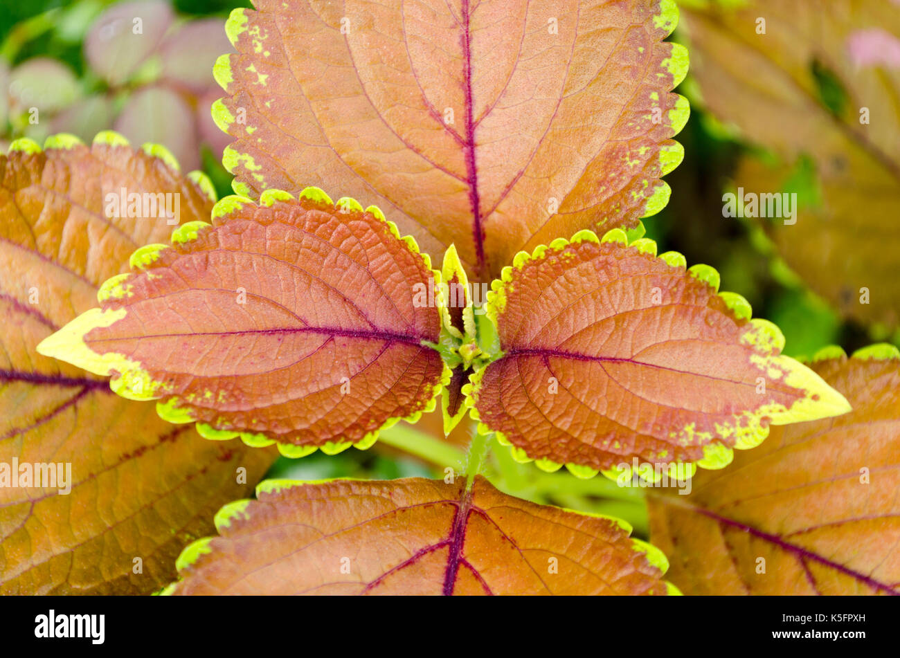 Natur des Farbschemas bei der Anzeige. Lebendige bunte Blätter in einem lila, braun und grün Farbe Kombination im Garten. Stockfoto