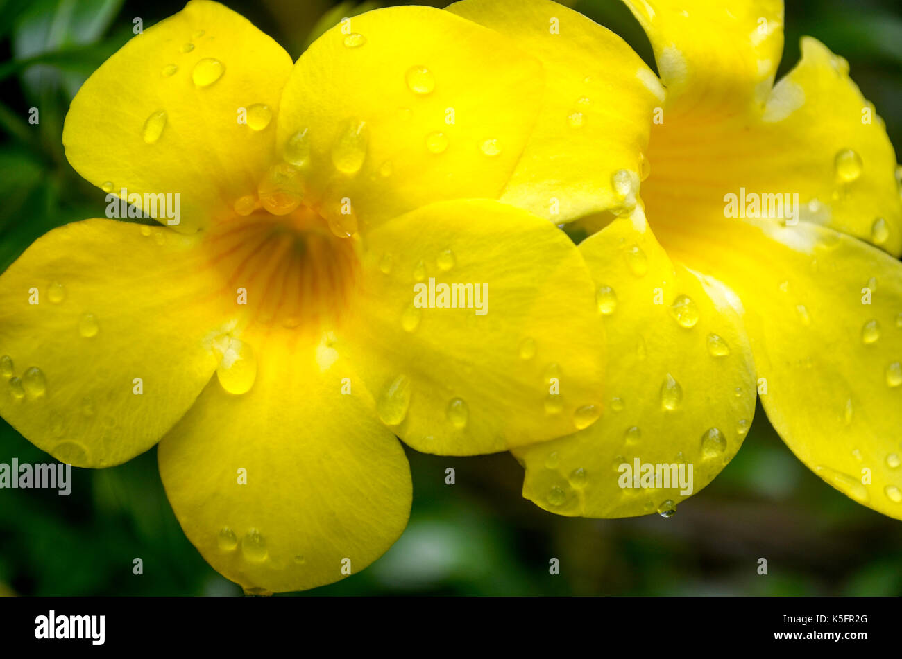 Erfrischende Bild von zwei schönen, gelben Blüten mit Wassertropfen, frisch nach Regen, im Garten. Stockfoto