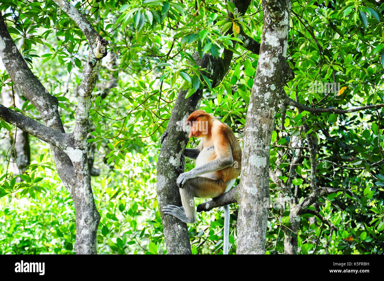 Die proboscis Affen (Nasalis larvatus) aka Spitzzange Affen oder bekantan in Indonesien oder bayau in Sabah, ist eine alte Welt Affe, endemisch ist zu t Stockfoto