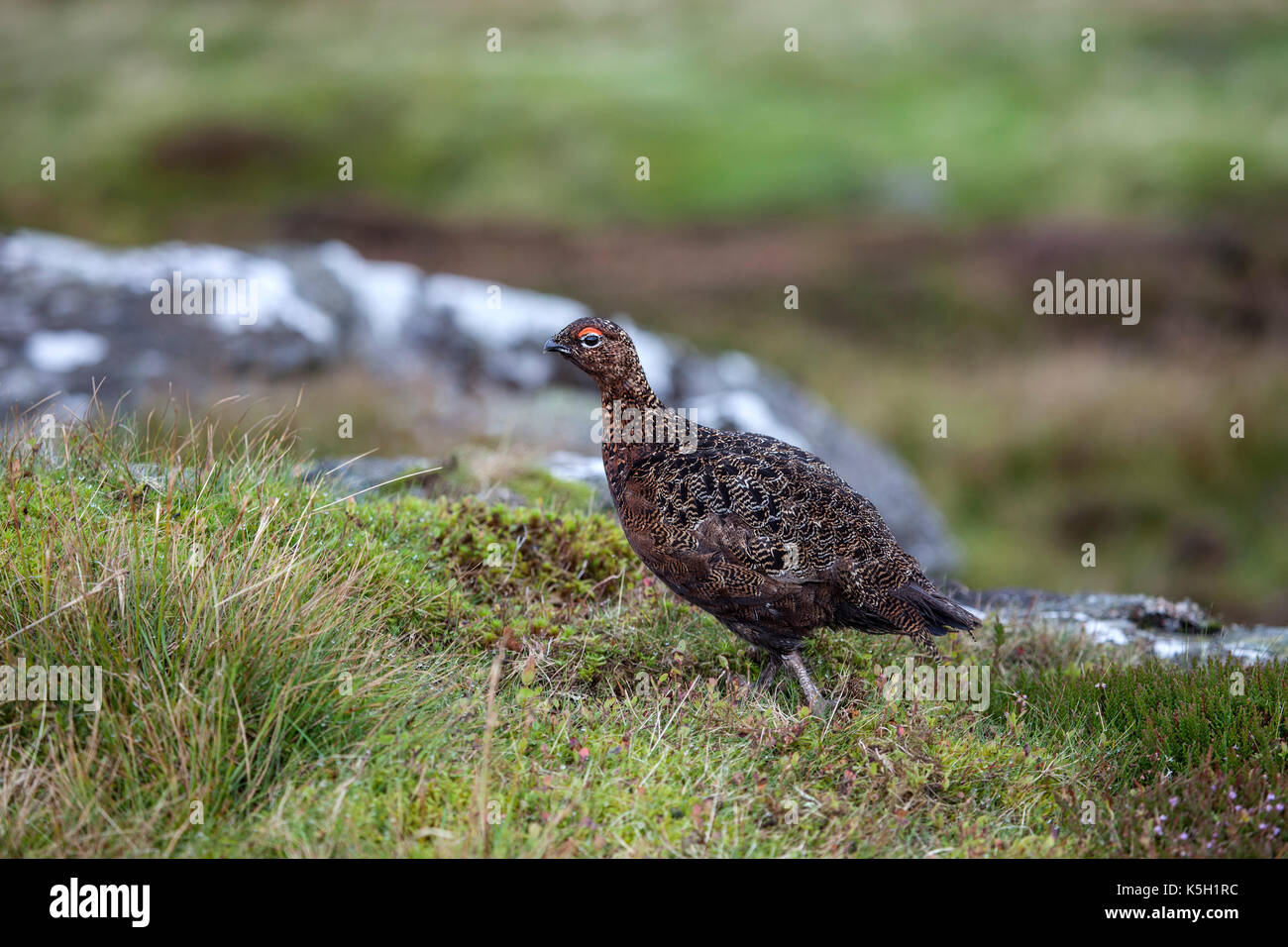 Moorschneehuhn, Lagopus lagopus, Yorkshire Dales. Großbritannien Stockfoto