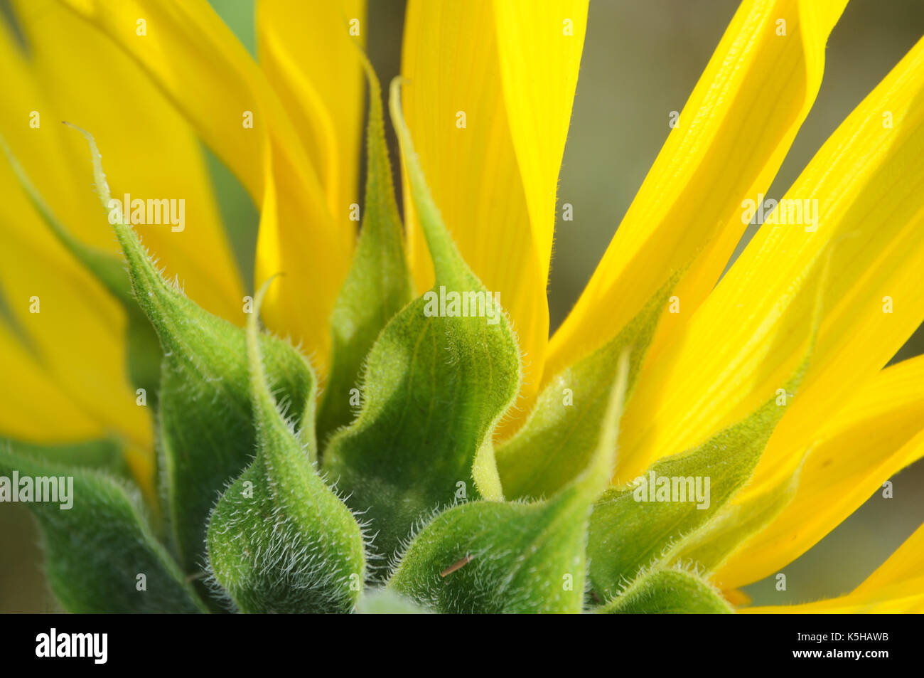 Behaarten Kelchblätter und gelben Zungenblüten einer Sonnenblume Stockfoto