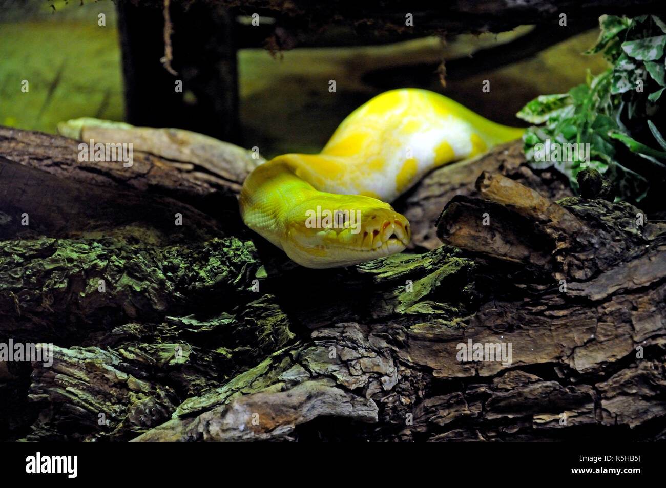 weiße python Stockfoto