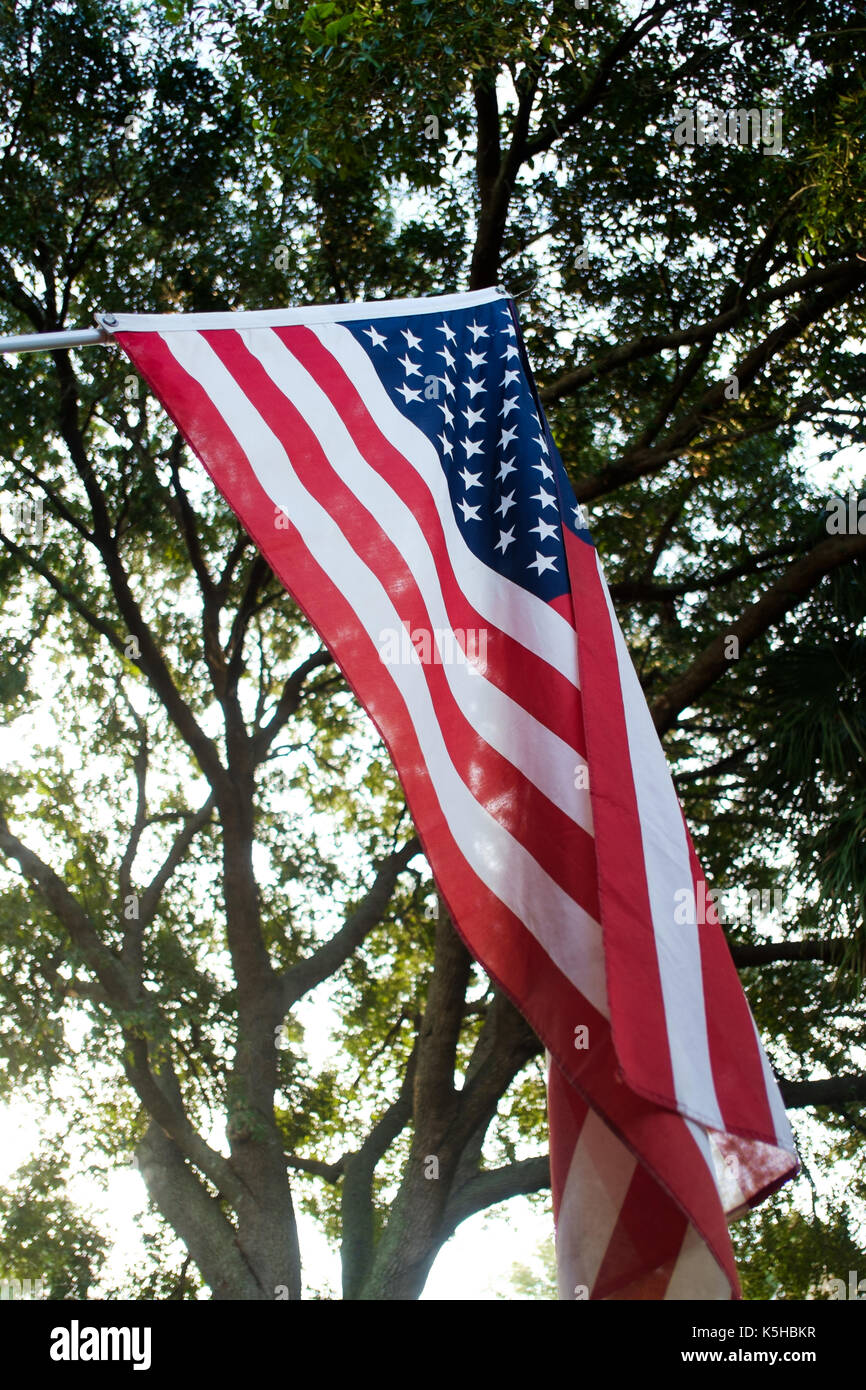 Die amerikanische Flagge mit Hintergrund der Baum Stockfoto