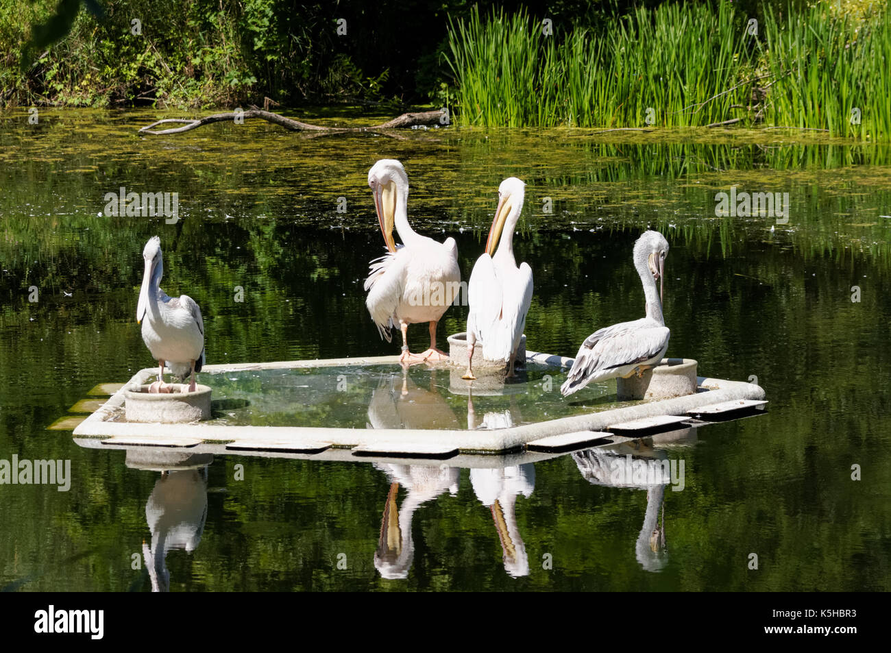Pelikane am Teich Stockfoto