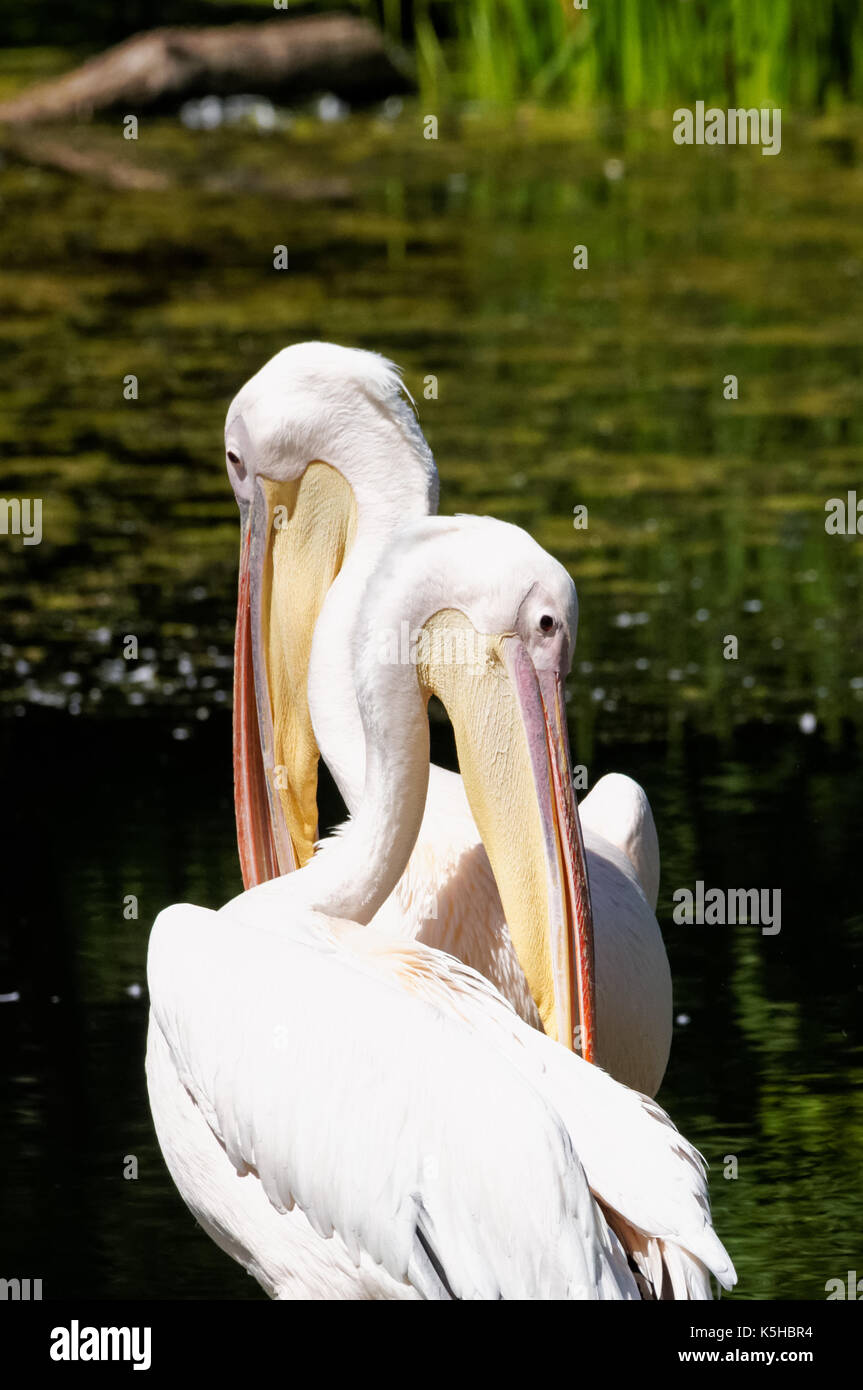 Zwei Pelikane am Teich Stockfoto