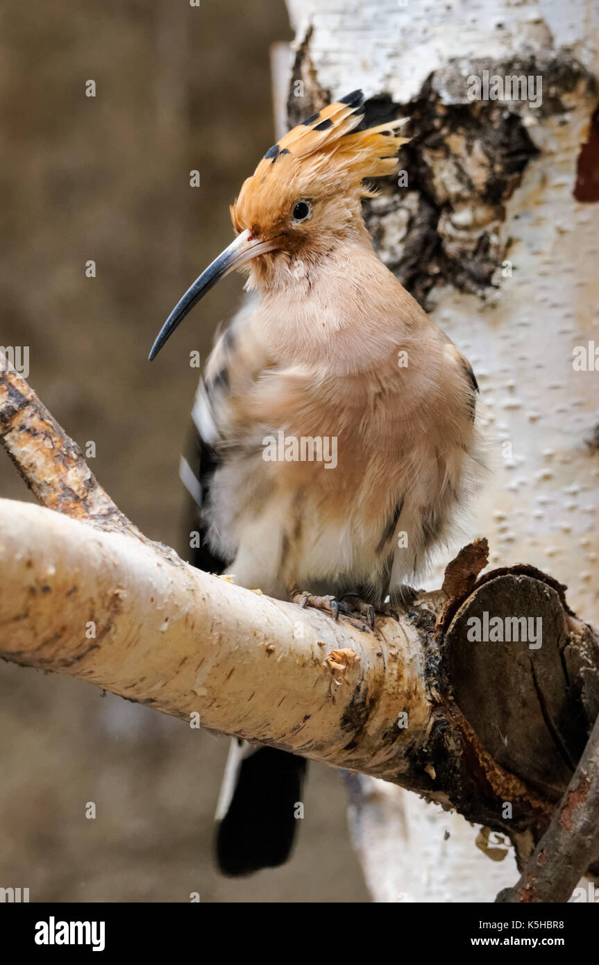 Wiedehopf auf einem Baum Stockfoto
