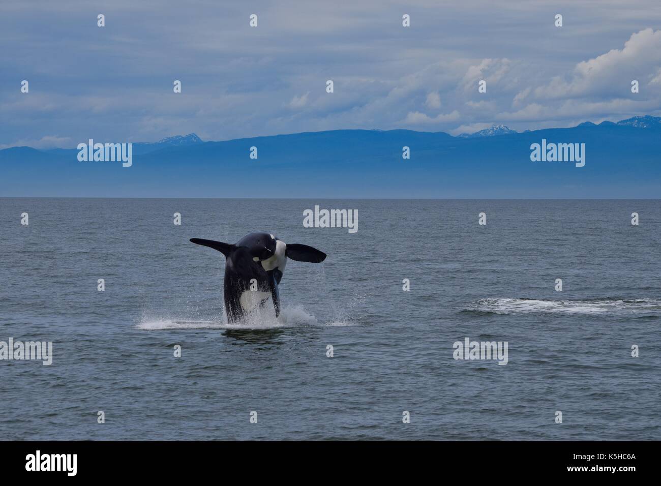 Jumping Killer Whale Stockfoto