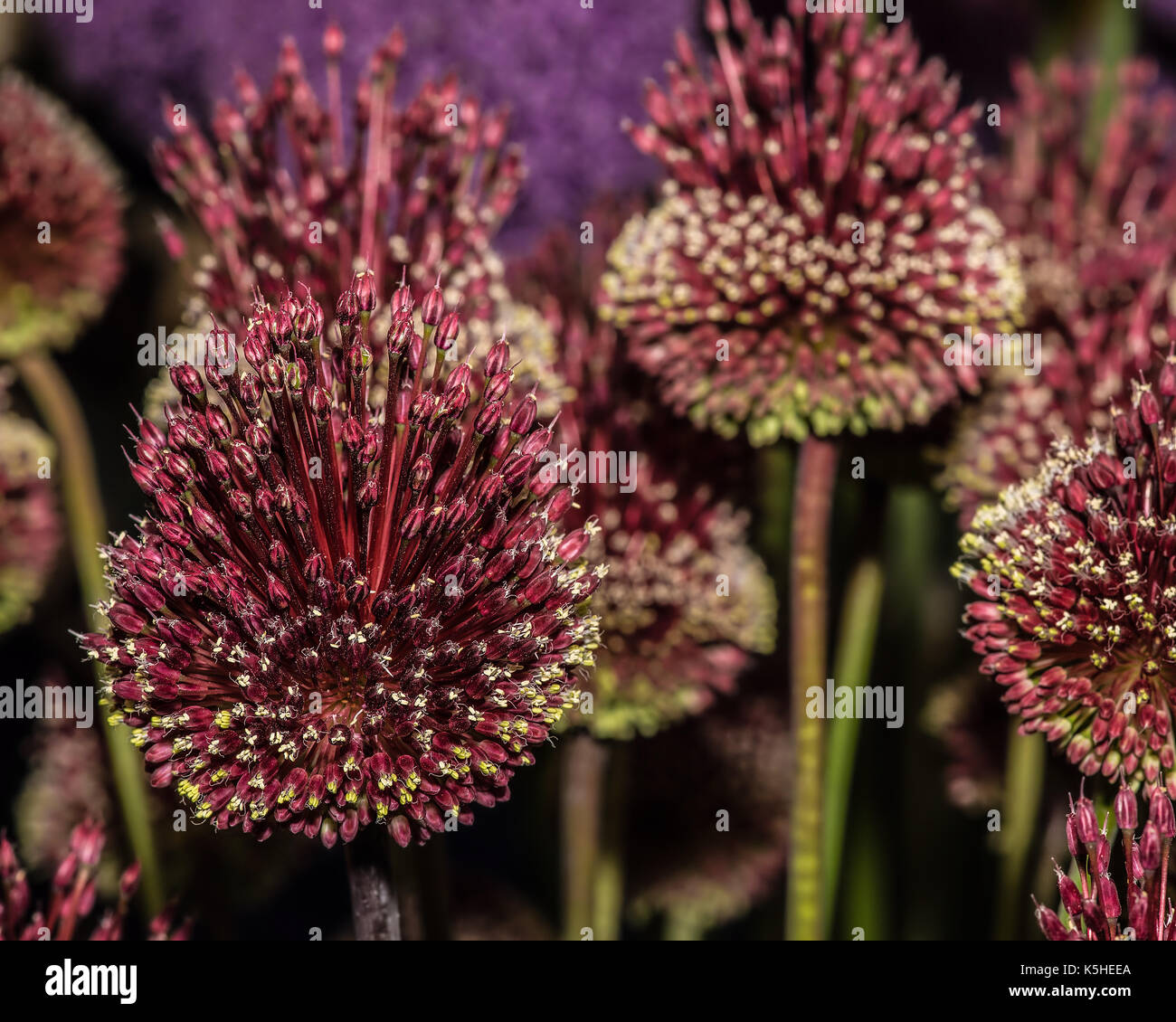 Nahaufnahme der dramatischen allium Blumen, rote Sorte mohican, eine Blume zeigen in England Stockfoto
