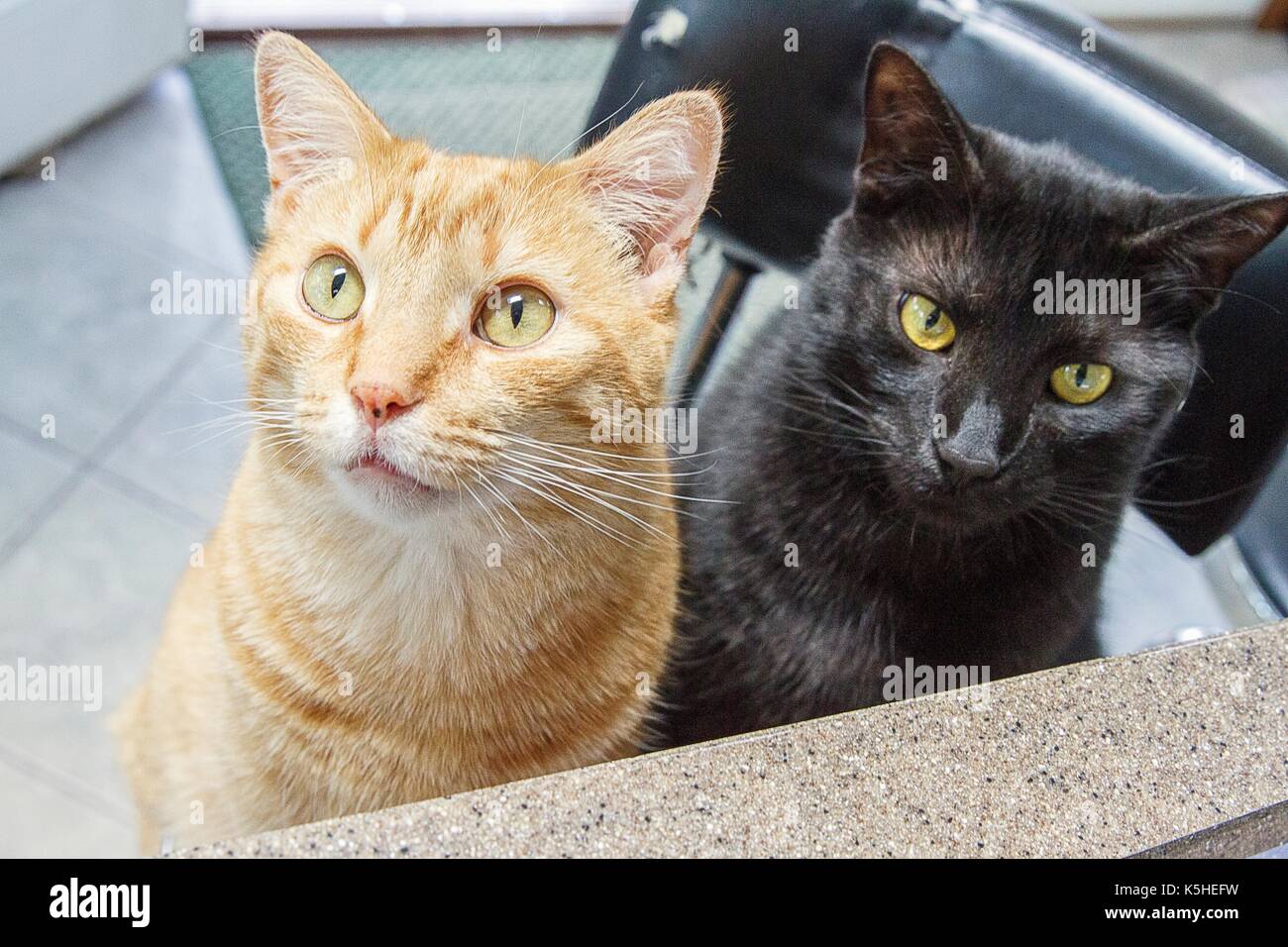Niedliche Katzen warten auf das Abendessen Stockfoto
