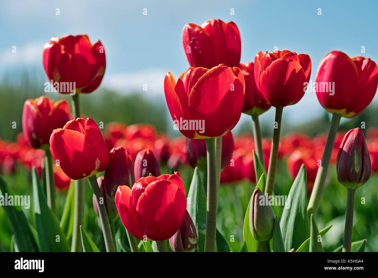 Eine Gruppe von roten Tulpen vor blauem Himmel während der jährlichen Frühling Skagit Valley Tulip Festival im Staat Washington hervorgehoben. Stockfoto