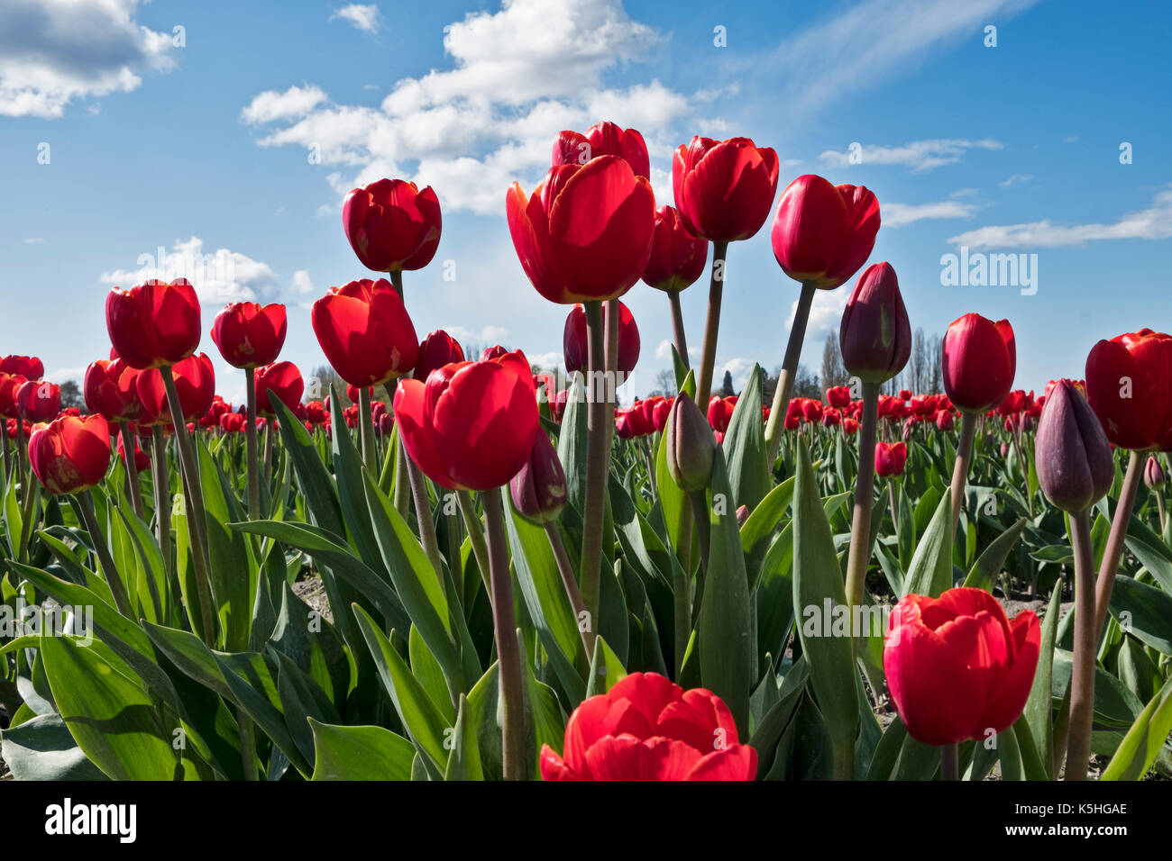 Ein Feld von roten Tulpen blühen an einem sonnigen Tag während der jährlichen Skagit Valley Tulip Festival im Staat Washington. Stockfoto