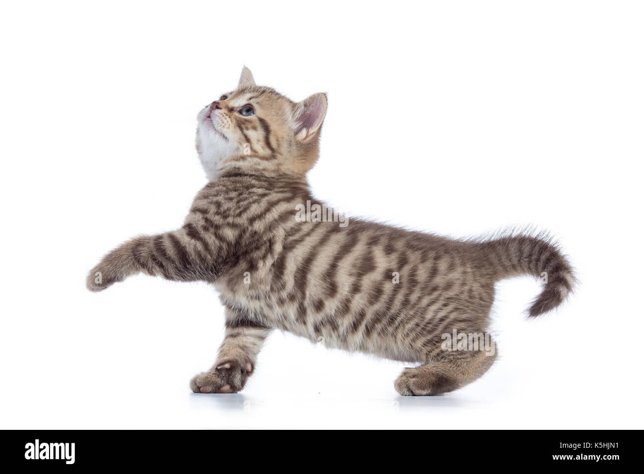 Schottische Katze Kätzchen gehen auf weißem Hintergrund Stockfoto