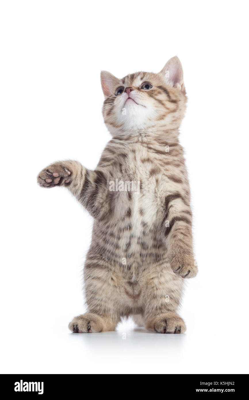 Tabby cat Kitten isoliert auf weißem Stockfoto