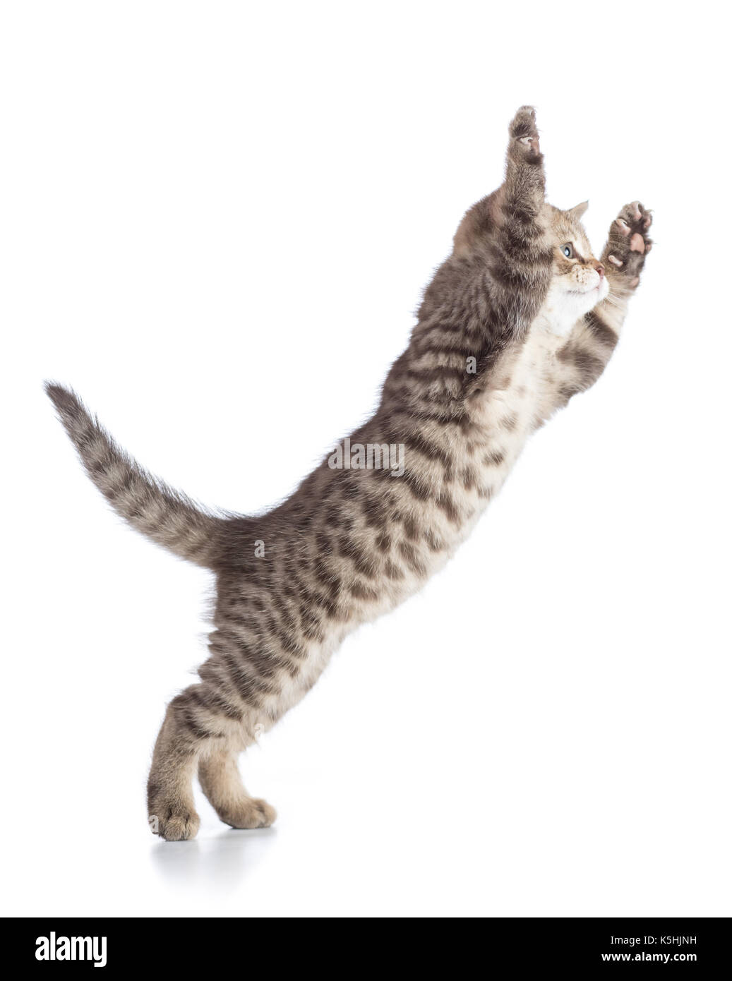 Fliegen oder Springenden Katze Kätzchen isoliert auf weißem Stockfoto