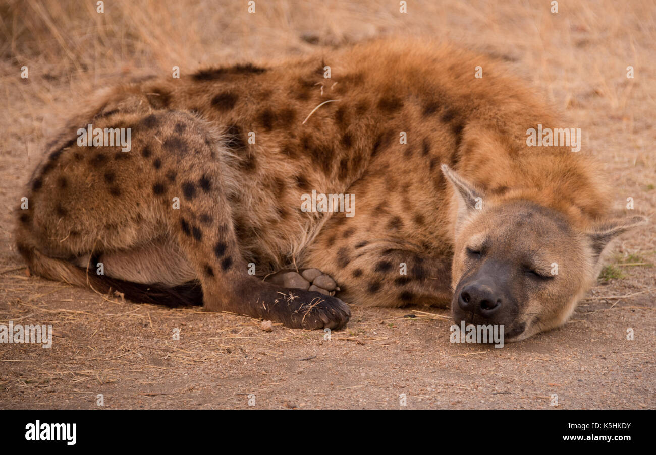 Tüpfelhyäne, Krüger Nationalpark, Südafrika Stockfoto