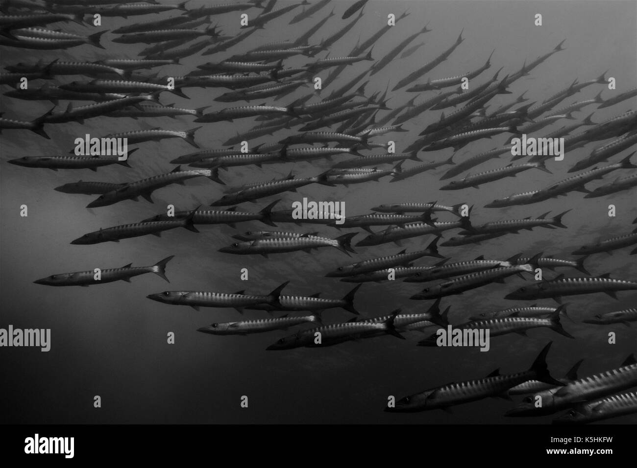 Blackfin Barracuda/Chevron Barrakuda (Sphyraena qenie) eine große Schule an der weltberühmten Barracuda Point, mit einem besonders attraktiven Diagonale f Stockfoto