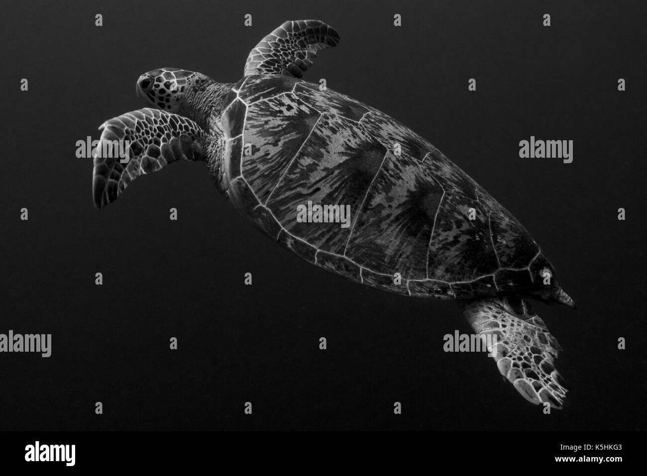 Grüne Meeresschildkröte (Chelonia mydas) Schwimmen im Blau. Sipadan, Borneo, Malaysia. Stockfoto