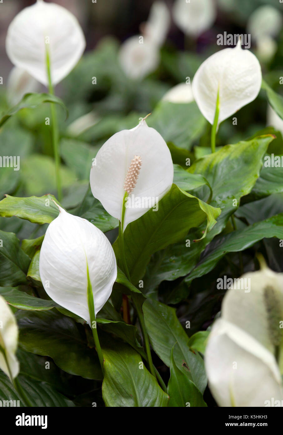 Calla Lilie, Zantedeschia aethiopica - Südafrikanische Pflanze überall kultivierten für seine auffälligen weißen Spatha und gelben Spadix Stockfoto