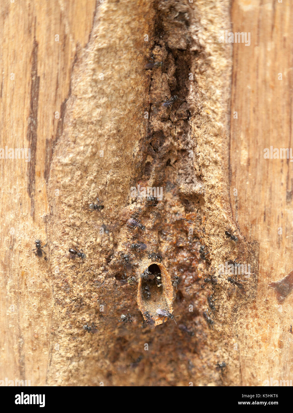 Schweiß Bienen in ihrem Nest in Holz, Cameron Highlands, Malaysia. Stockfoto