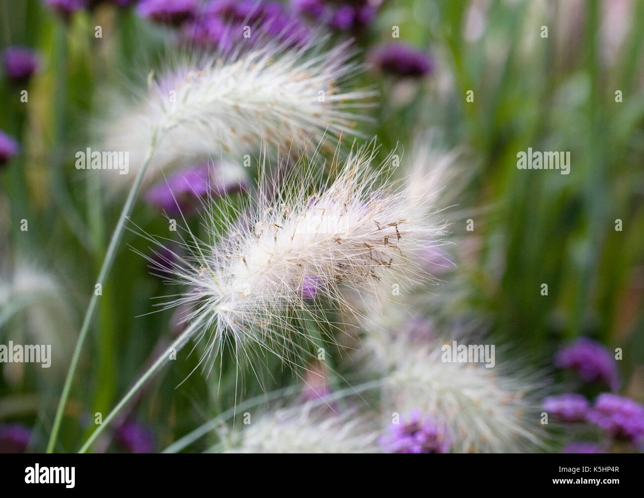 Lampenputzergras villosum Stockfoto