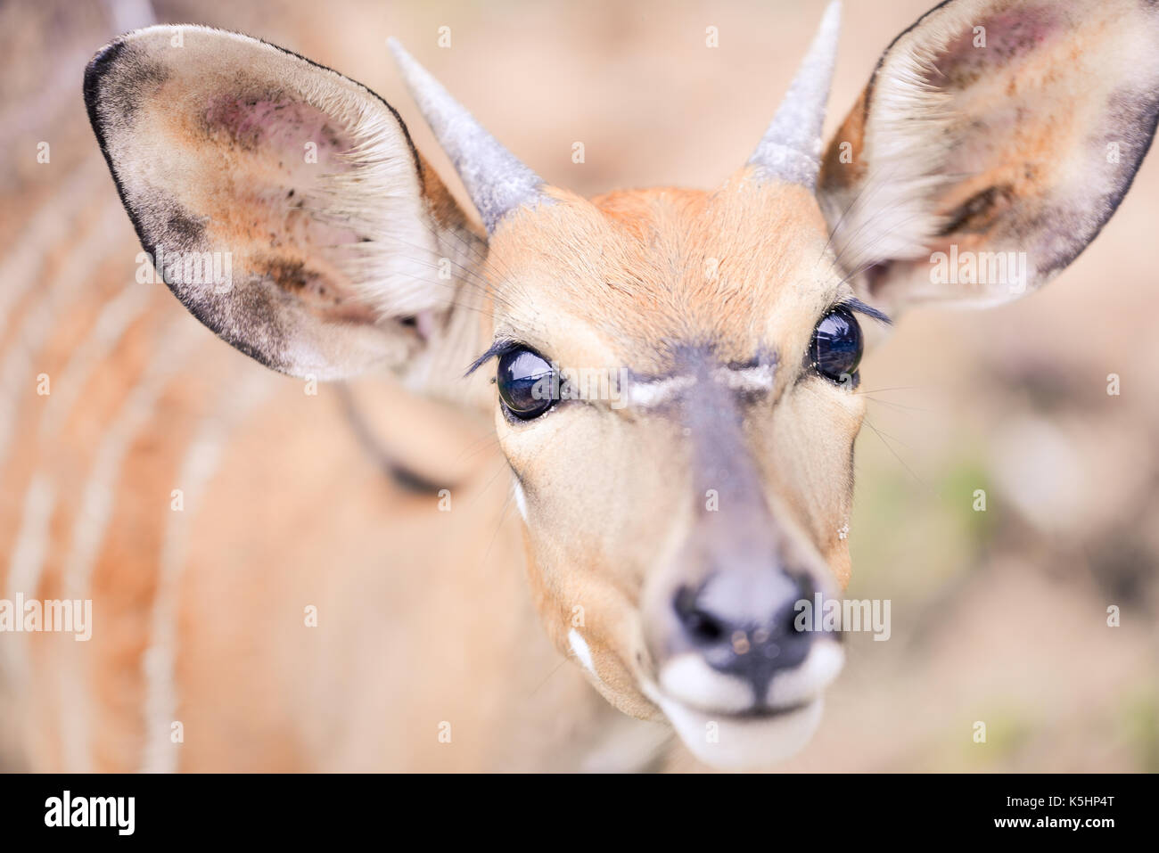 Rotwild starrte auf Kamera im Zoo Stockfoto